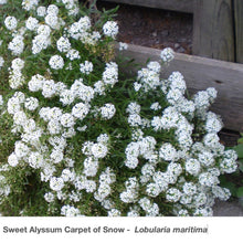 Load image into Gallery viewer, Sweet Alyssum Carpet of Snow sprawling in front of a fence. It is a prolific, flowering plant!
