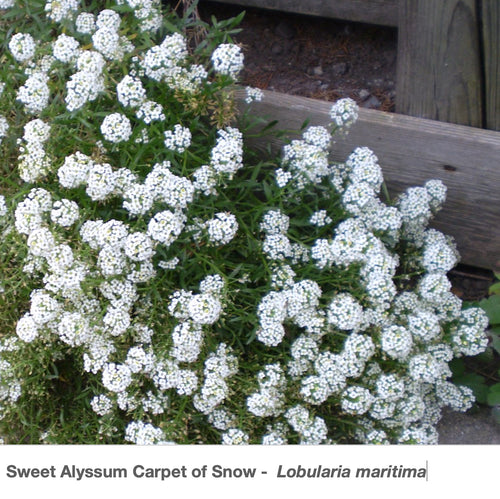Sweet Alyssum Carpet of Snow sprawling in front of a fence. It is a prolific, flowering plant!