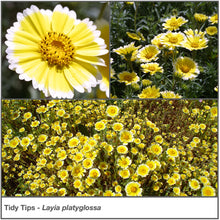 Load image into Gallery viewer, Collage of wildflower &quot;Tidy Tips&quot; in a garden (Layia platyglossa).
