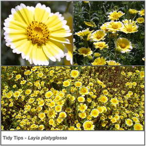 Collage of wildflower "Tidy Tips" in a garden (Layia platyglossa).