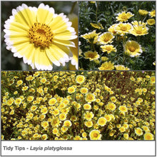 Load image into Gallery viewer, Tidy Tips wildflower closeup and in a garden planting.  Gorgeous yellow flowers edged in white. Latin name is Layia platyglossa.
