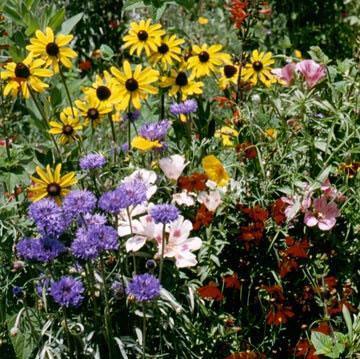 pennington butterfly and hummingbird mix wildflower seed mixture Hummingbird & Butterfly Wildflower Mixture