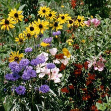 Load image into Gallery viewer, Garden photo of some of the colorful flowers found in our Hummingbird and Butterfly Wildflower Mixture .
