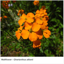Load image into Gallery viewer, Closeup of the vibrant orange flower on the Wallflower plant. Latin name is Cherianthus allionii.
