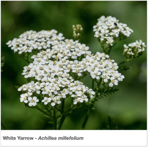 Closeup of White Yarrow wildflower. Latin name is Achillea millefolium.