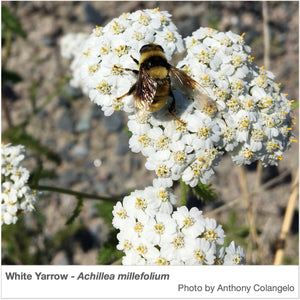 Pollinators, such as this bee, are attracted to the pure white flowers of White Yarrow. The Latin name of this plant is Achillea millefolium.