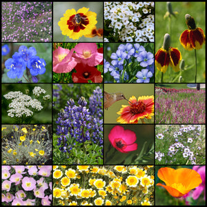 Photo of the very colorful flowers in the water conserving Xeriscape wildflower seed mixture.
