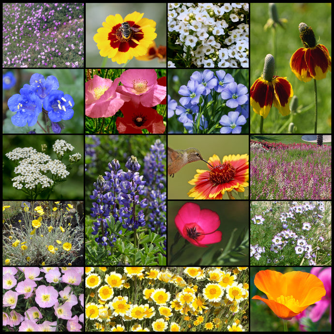 Photo of the very colorful flowers in the water conserving Xeriscape wildflower seed mixture.